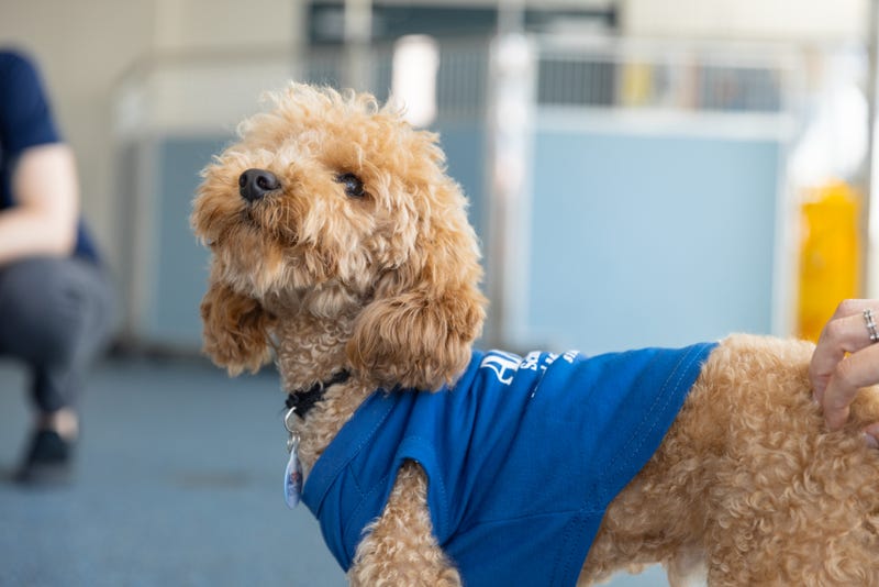 Rocket, a Miniature Poodle who was thrown from a ledge in Washington Heights in May and suffered severe injuries, reunited Wednesday with the team who saved him.