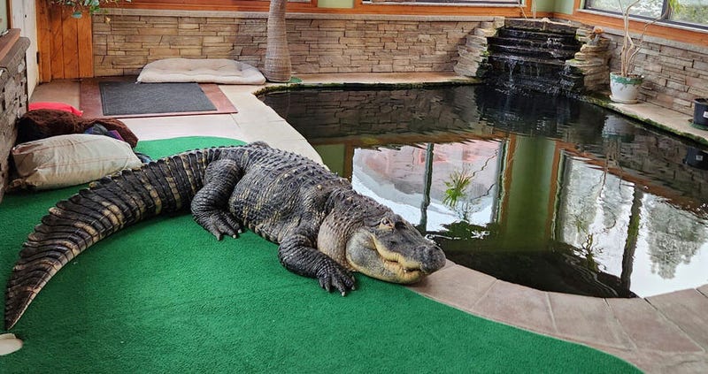 Albert The Alligator