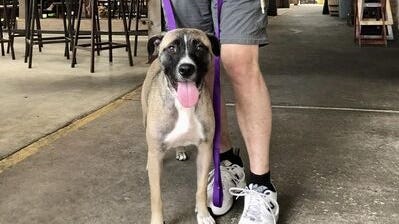 Canine Corner: Nami