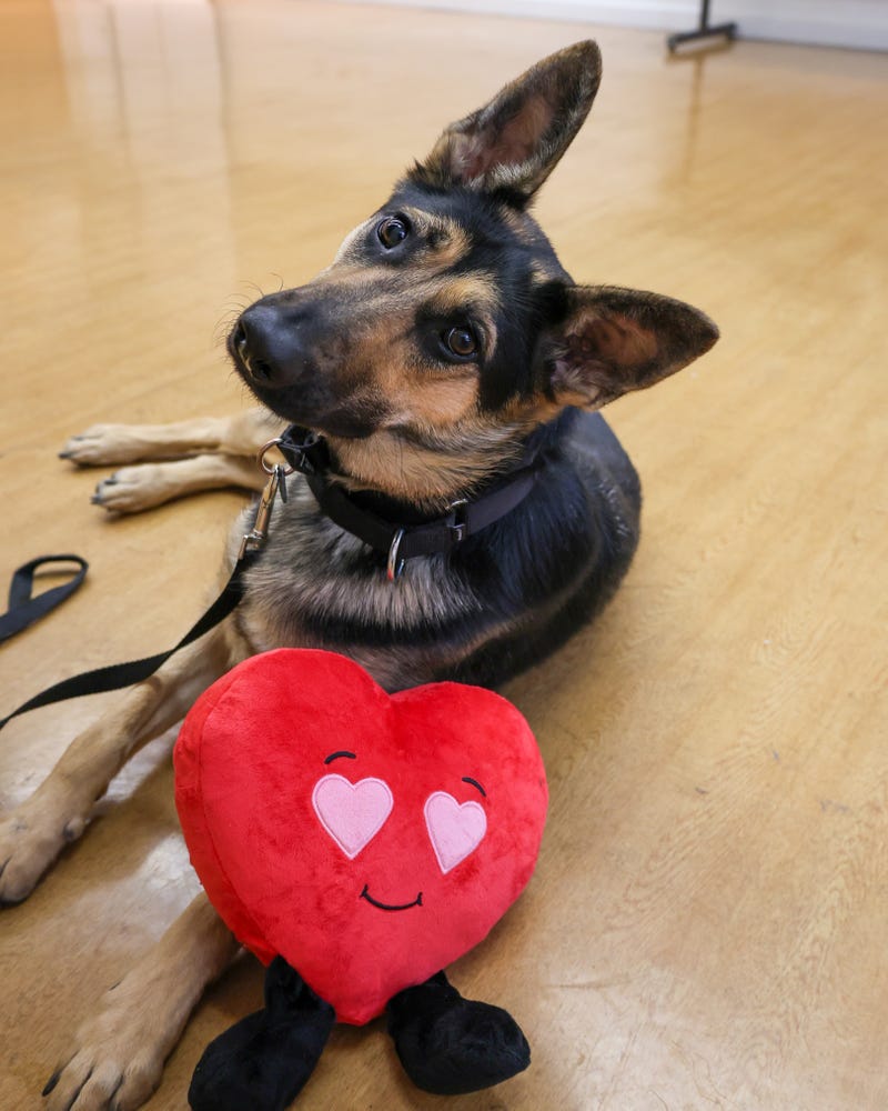 dog