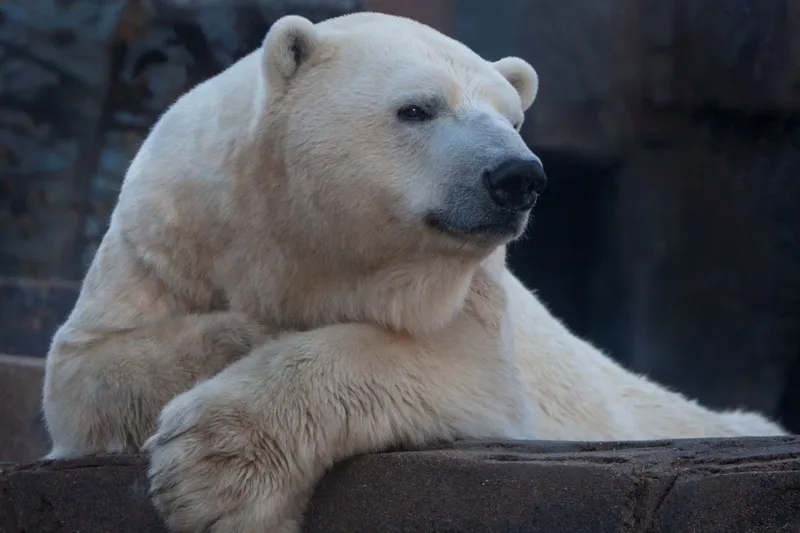 Saint Louis Zoo