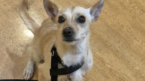 This stray will be your lifelong best furry friend forever with some love and patience