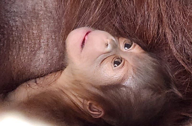 baby Bornean orangutan