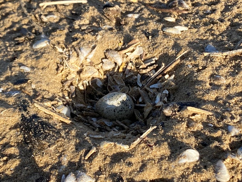 Piping plover egg found