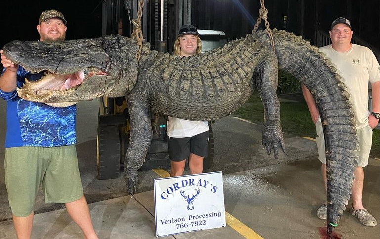 Gator