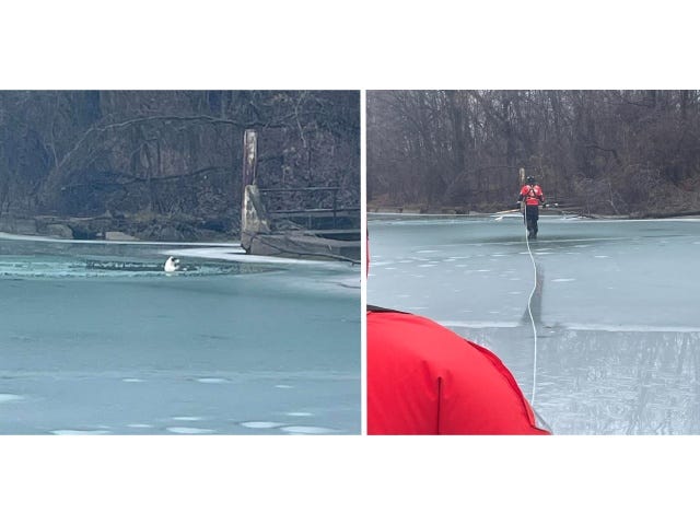 One photo shows the dog struggling in the water where she fell through the ice. The second photo shows Petty Officer Cole Harper walking across the ice on a tether to rescue the dog.