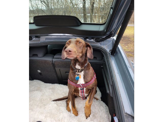 A medium-sized brown dog with floppy ears, wearing a harness and collar. She is sitting in the back of a car on a towel after being rescued from the icy lake.
