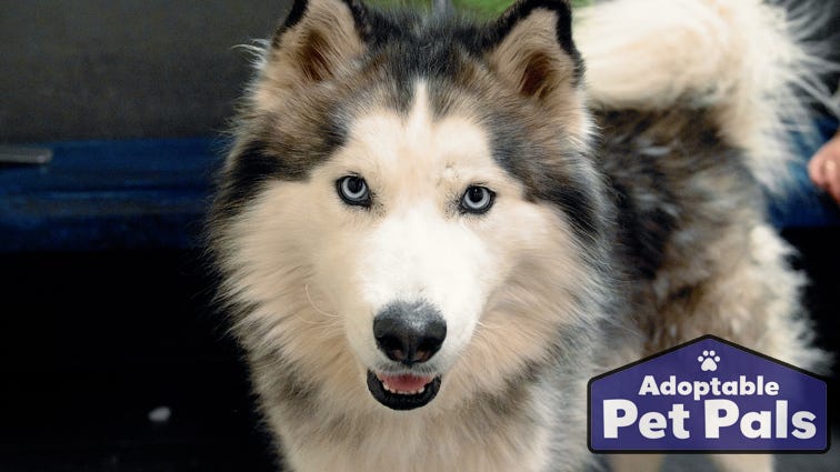 Adoptable Pet Pals: Meet Nexsen!