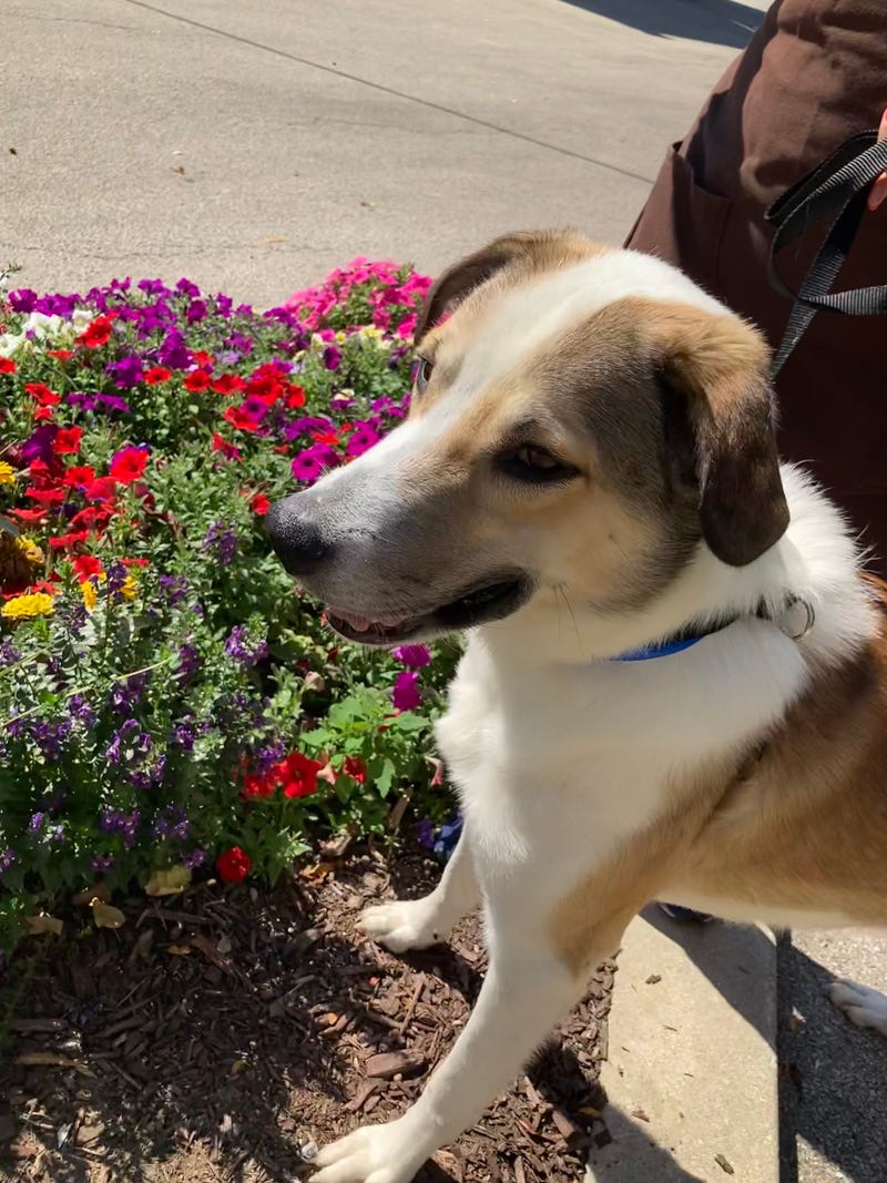 dog adoption