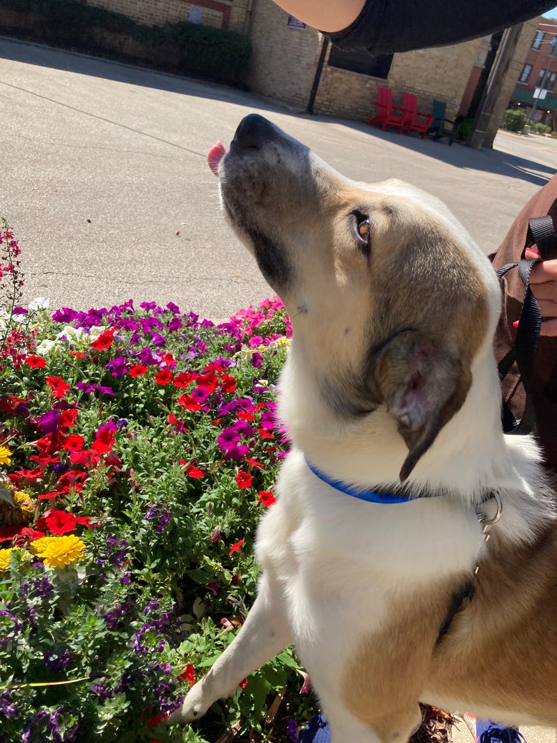dog adoption