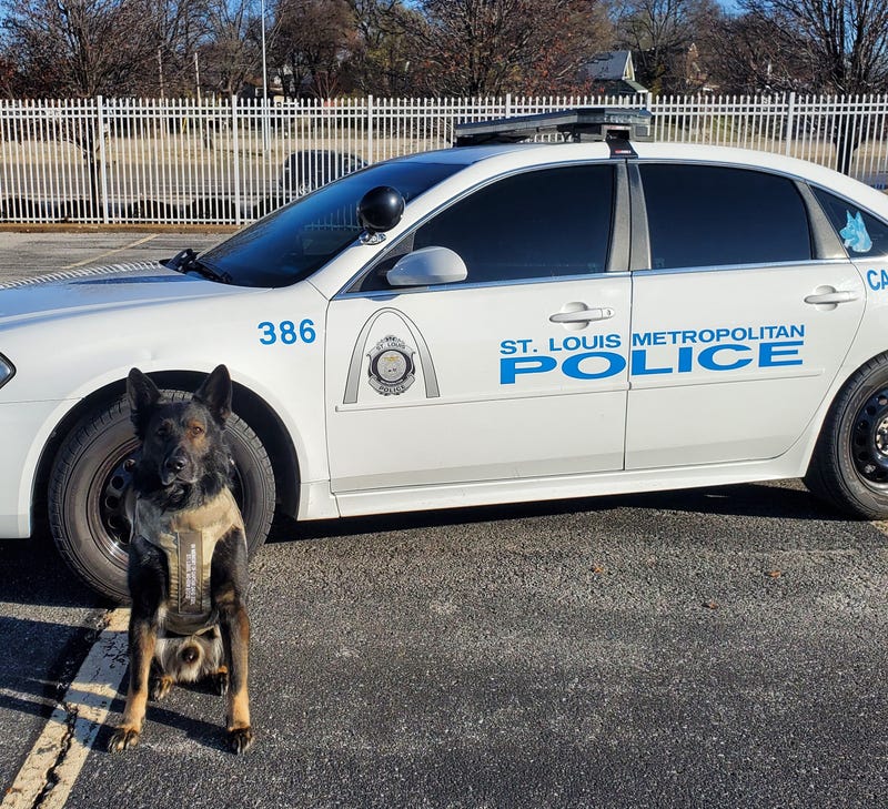 K-9