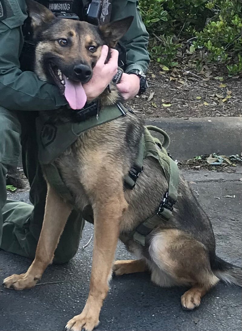 GCSO K9 Deputy Nikos