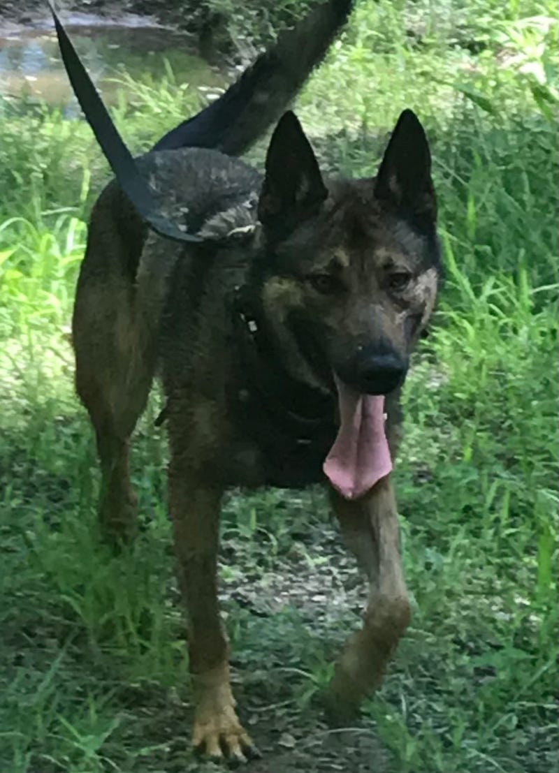 GCSO K9 Deputy Nikos