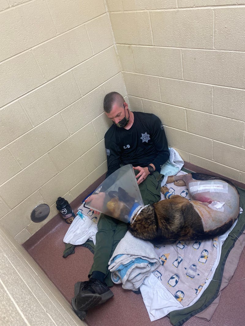 Greenville County K-9 Nikos recovering