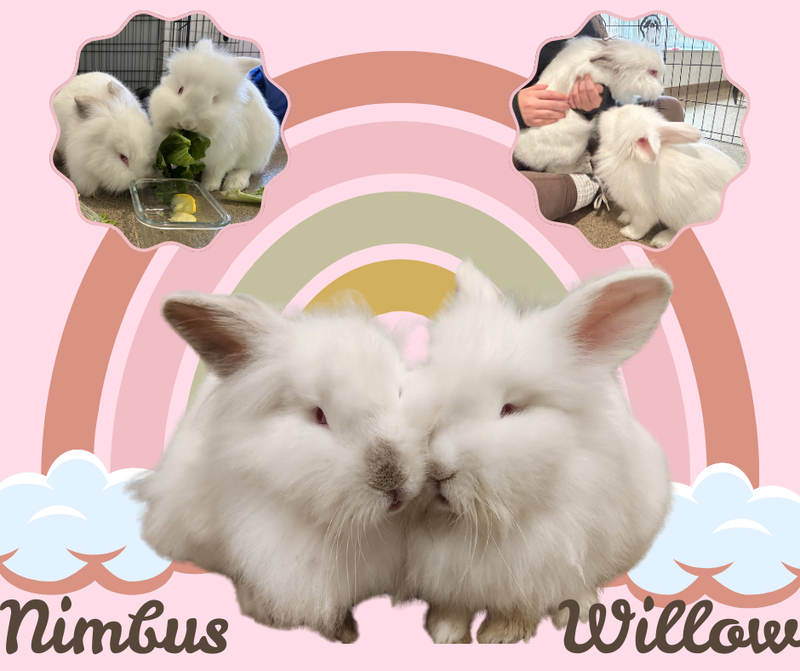 Nimbus and Willow