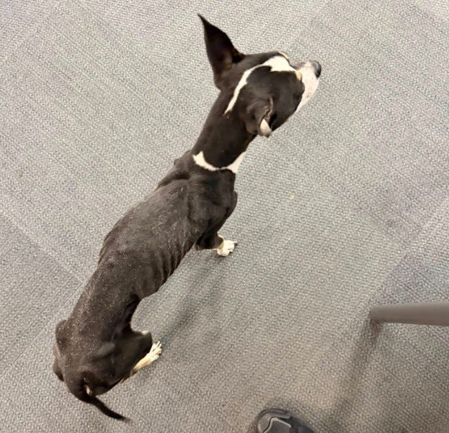 Dog found in North Side park