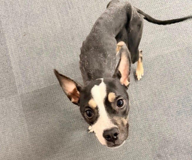 Emaciated dog found in crate in North Side park