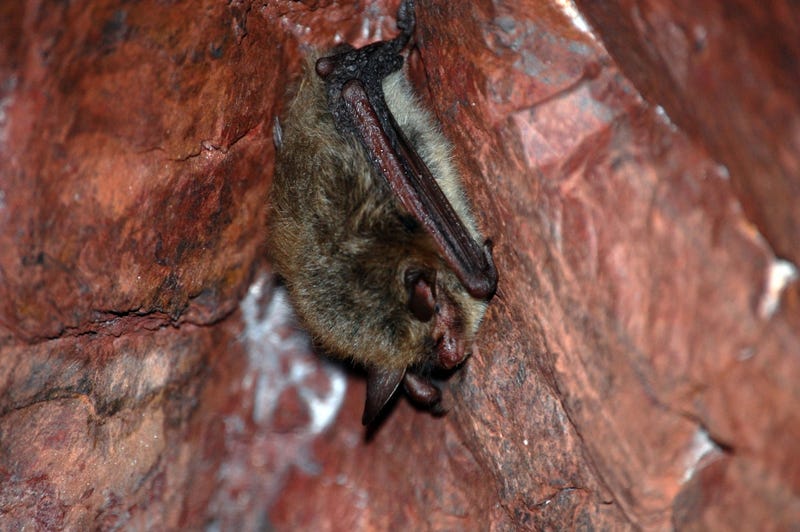 The endangered northern long-eared bat makes its nests in trees that will no longer be allowed to be cut down under new federal guidance. Some cities have tried to caution developers to get trees down before the restrictions go into effect ahead of the prime nesting season on April 1.
