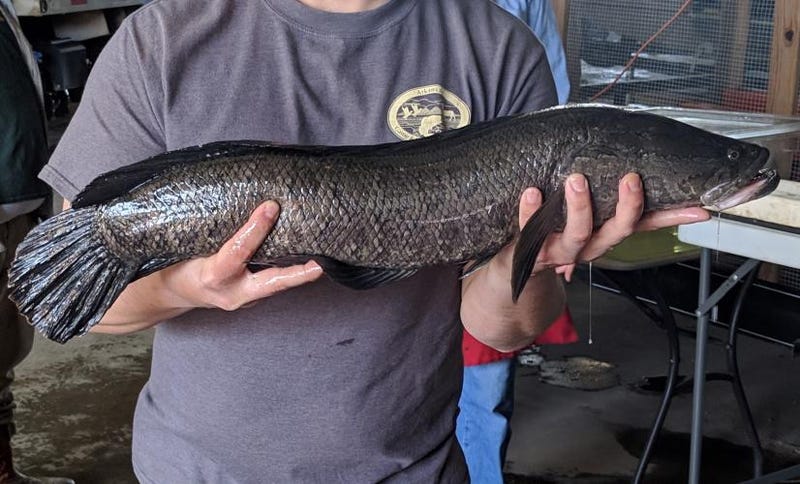 Northern snakeheads are invasive fish that disrupt our native aquatic ecosystems. If you catch one or find one in your area, please keep the fish and contact MDC.