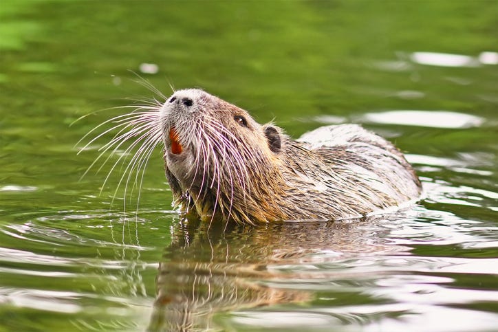 A Nutria