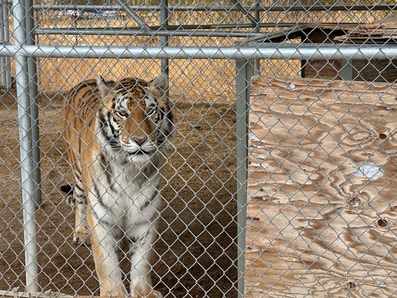 One of 7 tigers seized from a Nye County property
