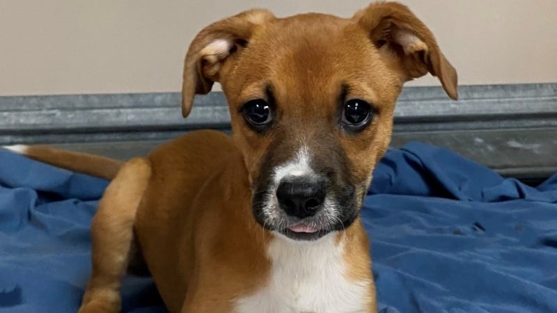 Nylabone @ Austin Humane Society 3/29/23