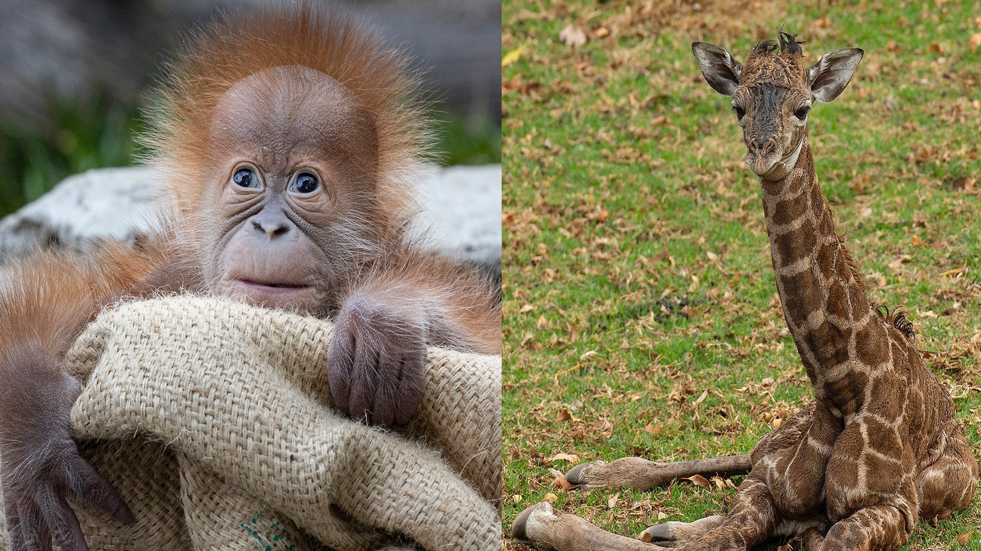 San Diego Zoo celebrates newest additions