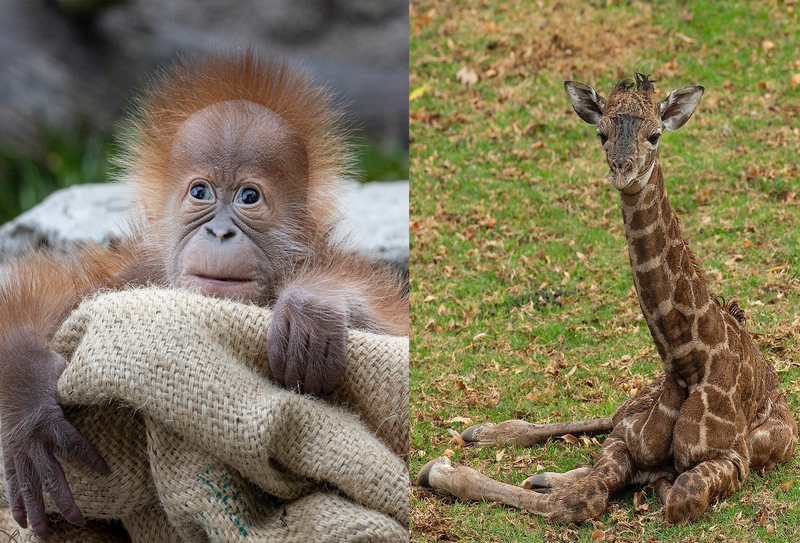 Left pic: baby orangutan and right pic: a baby giraffe.