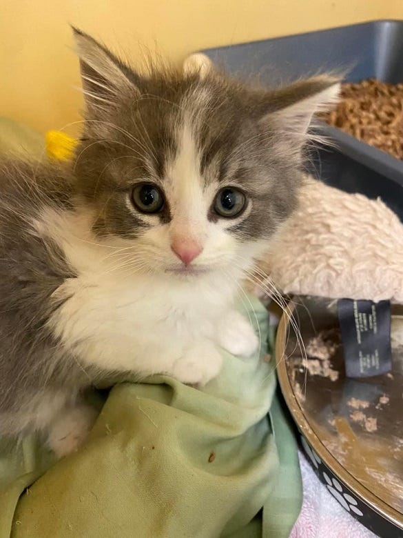 kitten