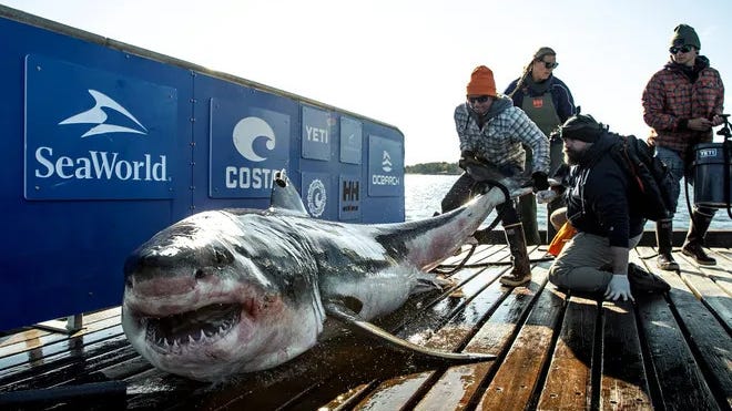 1,000-pound Great White Shark spotted off NJ coast