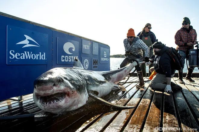 Ironbound the Great White Shark