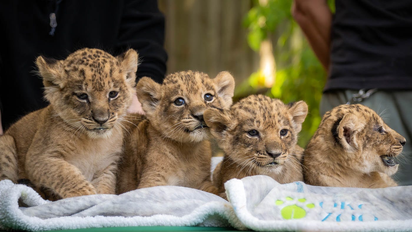 Meet this zoo's newest lion cubs