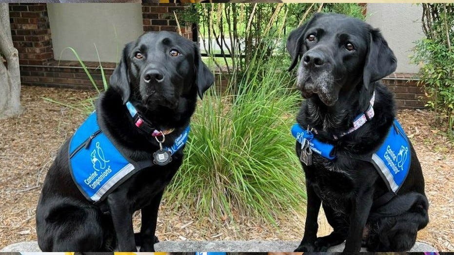 Belly rubs required! Oklahoma City VA welcomes newest facility dog