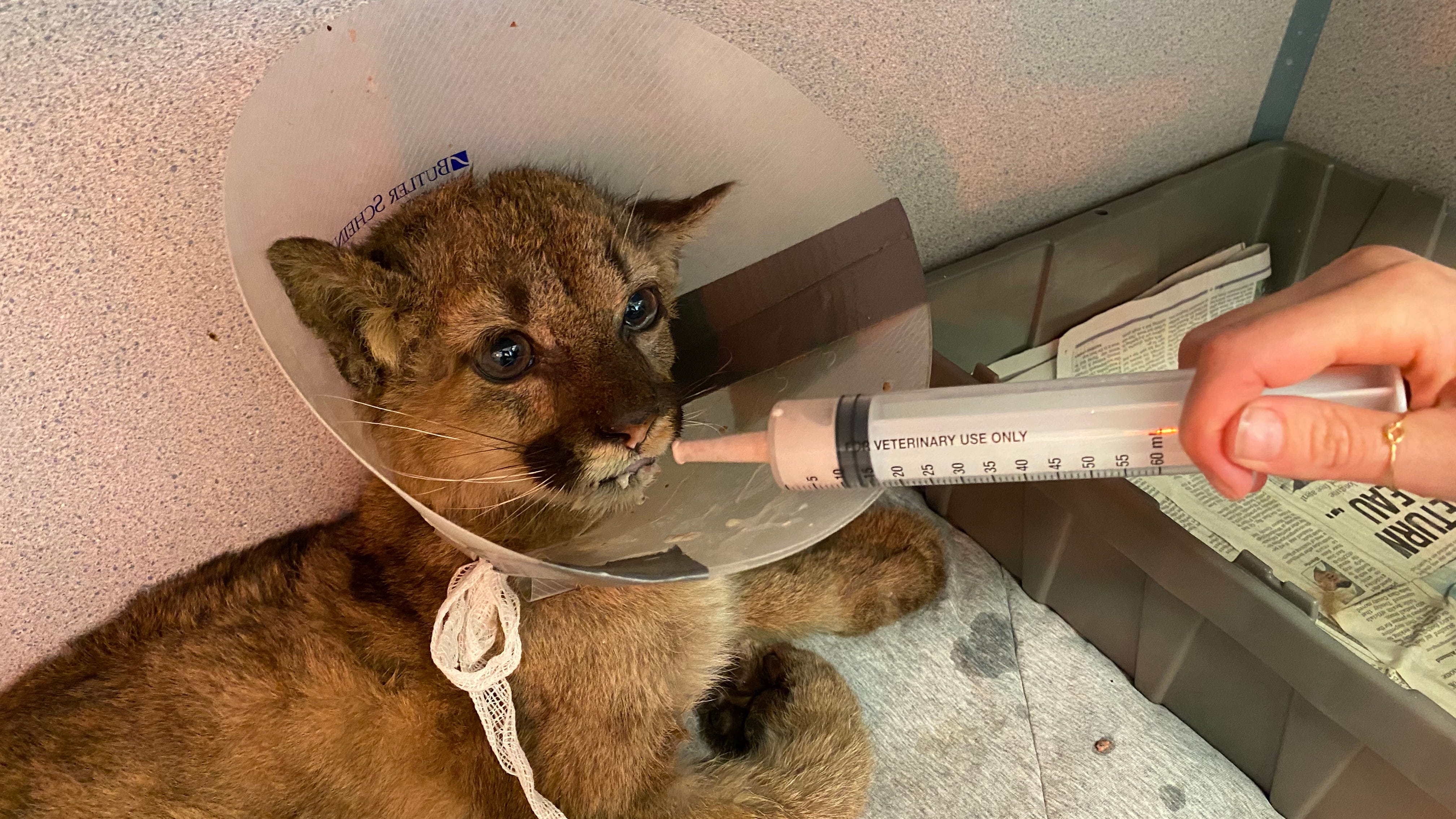 PHOTOS: Oakland Zoo rescues 'extremely emaciated' mountain lion cub