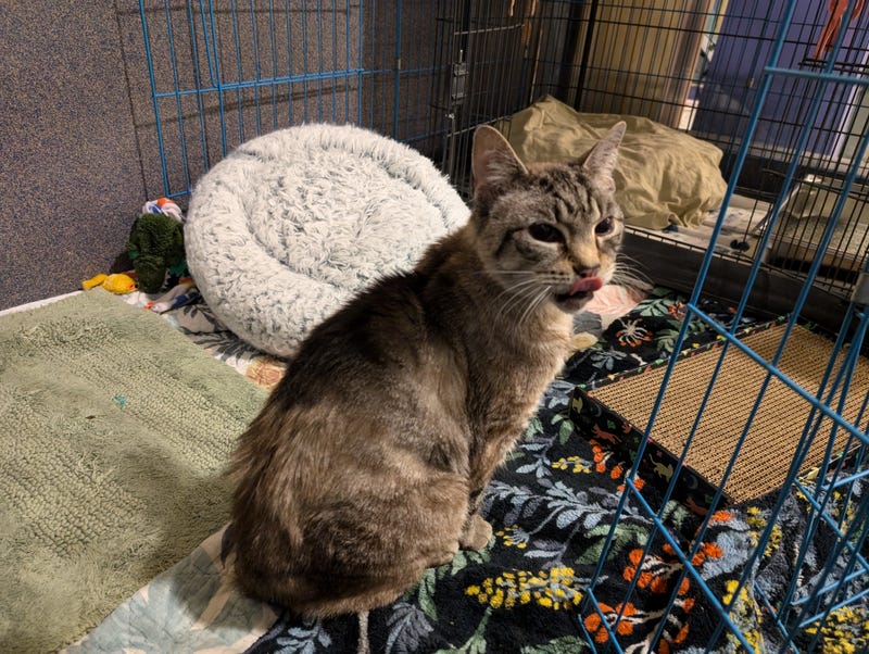 Adopt Don't Shop