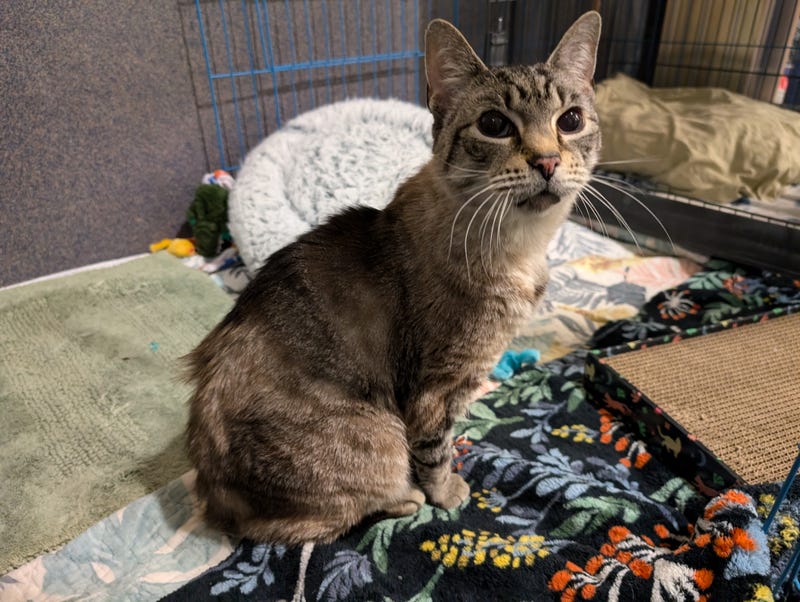 Adopt Don't Shop