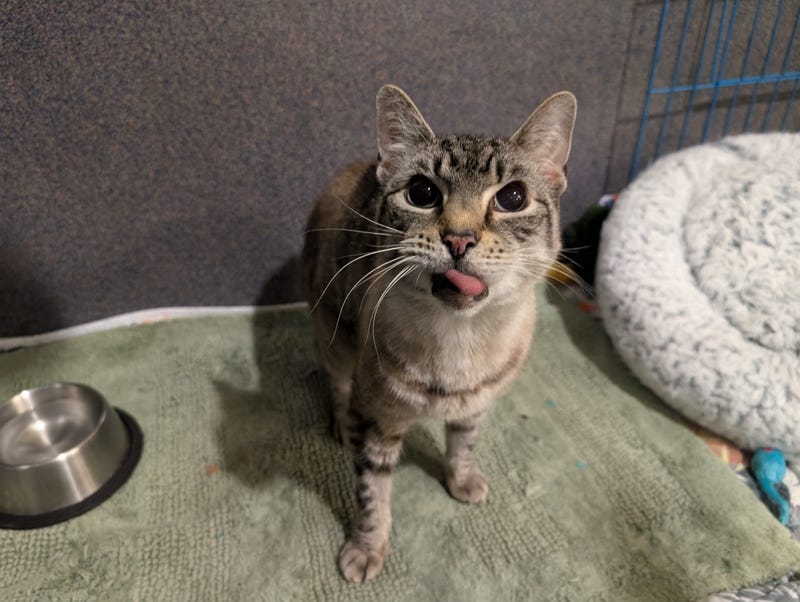 Adopt Don't Shop