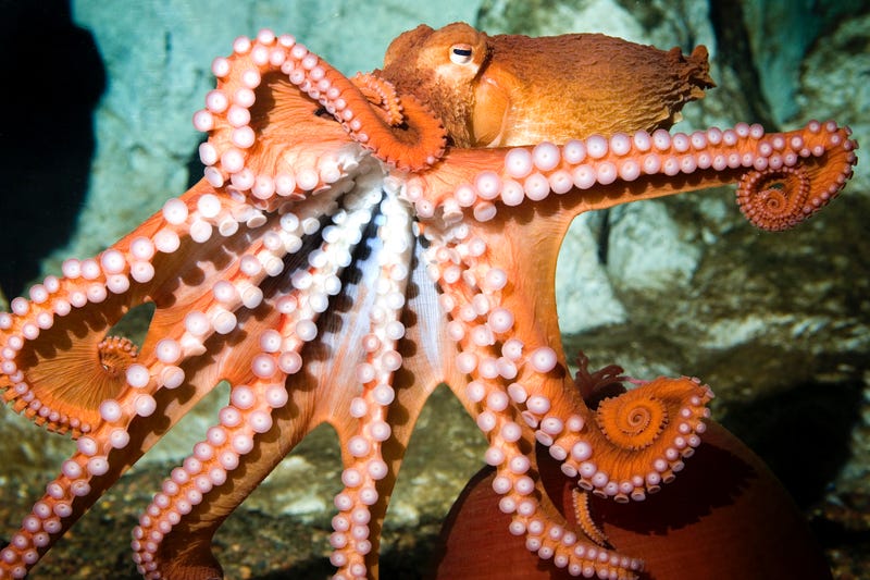 octopus