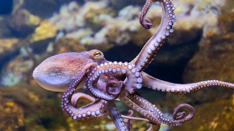 Florida aquarium is giving away paintings created by an octopus