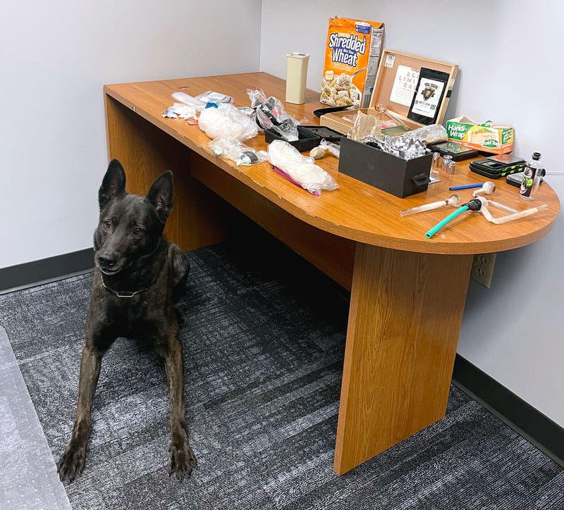 K-9 Odie
