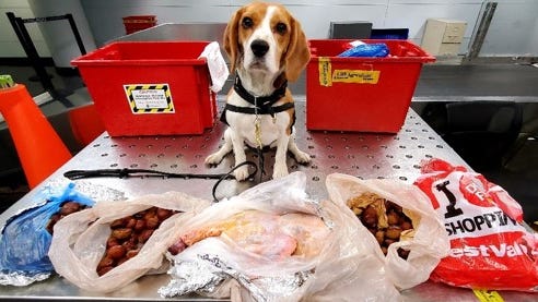 Sharp-nosed beagle receives praise for US Customs bust at O’Hare