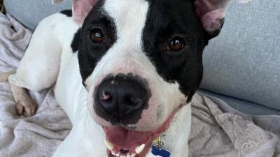 Canine Corner: Oliver