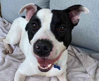 Oliver #A1147737