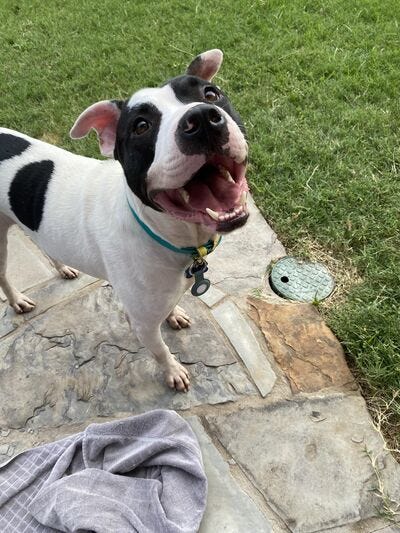 Oliver #A1147737