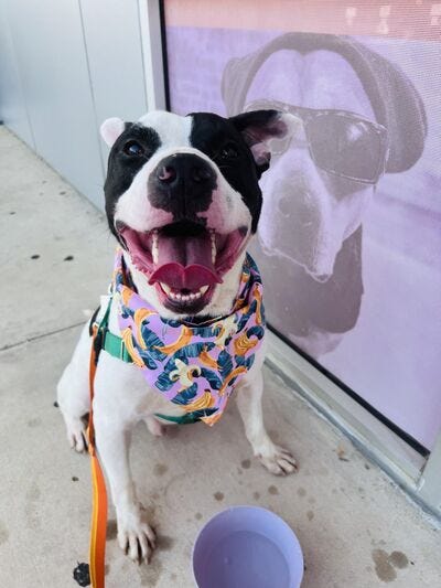 Oliver #A1147737