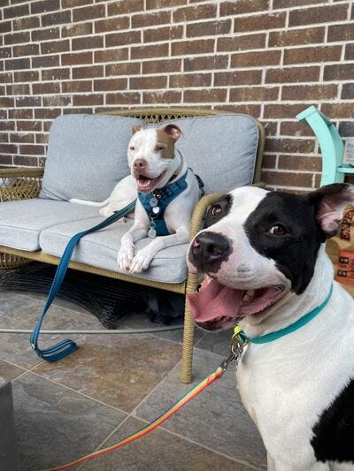 Oliver #A1147737