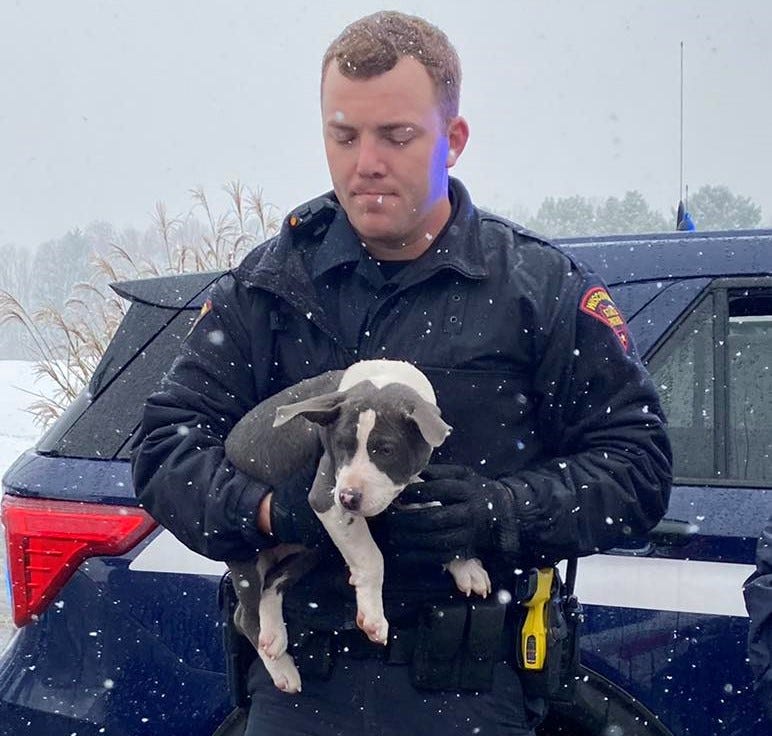 Rescue dog