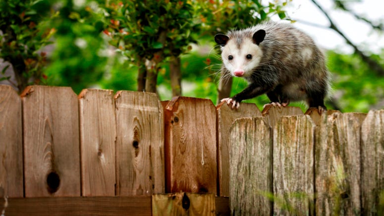 Video: Texas woman dubbed 'Possum Queen' after snatching wild opossum at bar