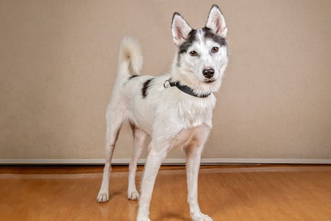 adopt a dog, husky