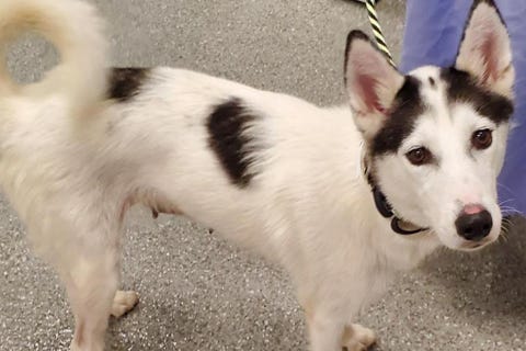 adoptable dog